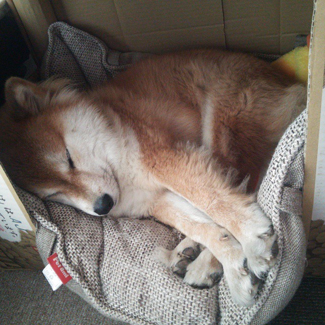 卡瓦哈尔闪耀全场，葡萄牙3-0完胜尤文，攻防一体再证核心价值