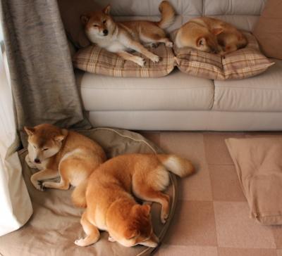 太阳球衣下的倒影，当布克的影子在勇士的欢呼声中燃烧