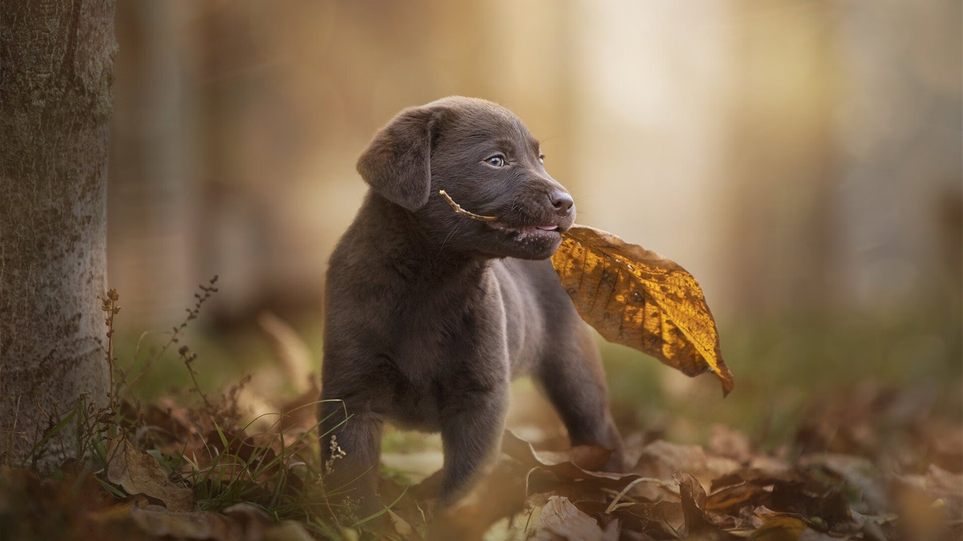 瑞典闪耀年度焦点战,提前终结葡萄牙悬念