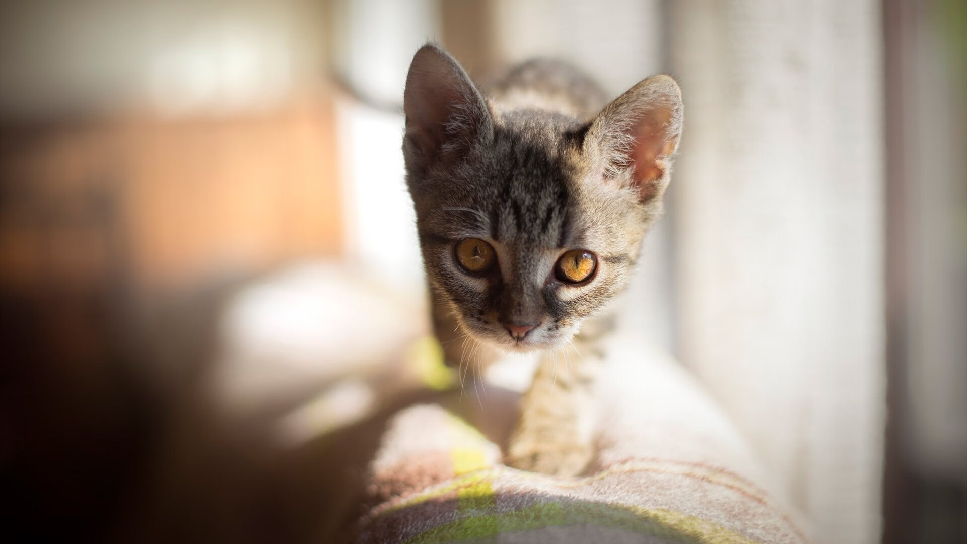 新主人,若日尼奥在美加墨的琴键上,为波兰奏响胜利