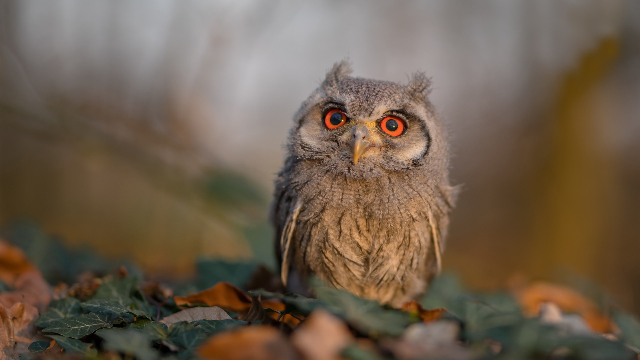 孤独为王，马克西的无争议之夜，与一个世界的沉默对抗