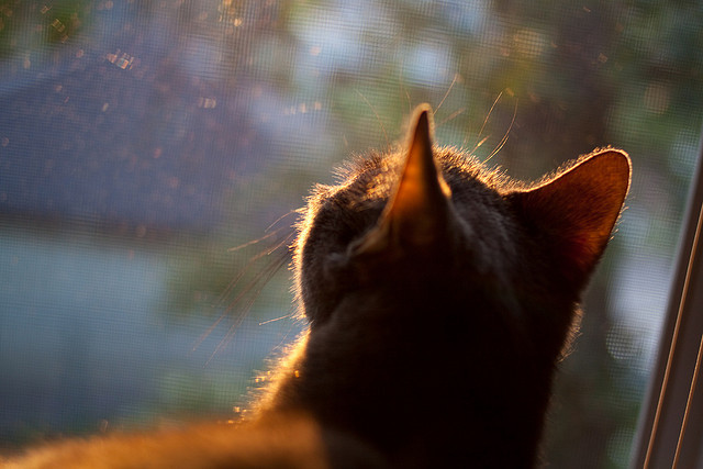 从英超精密仪器到非洲手术刀,稳定性的南北双线叙事