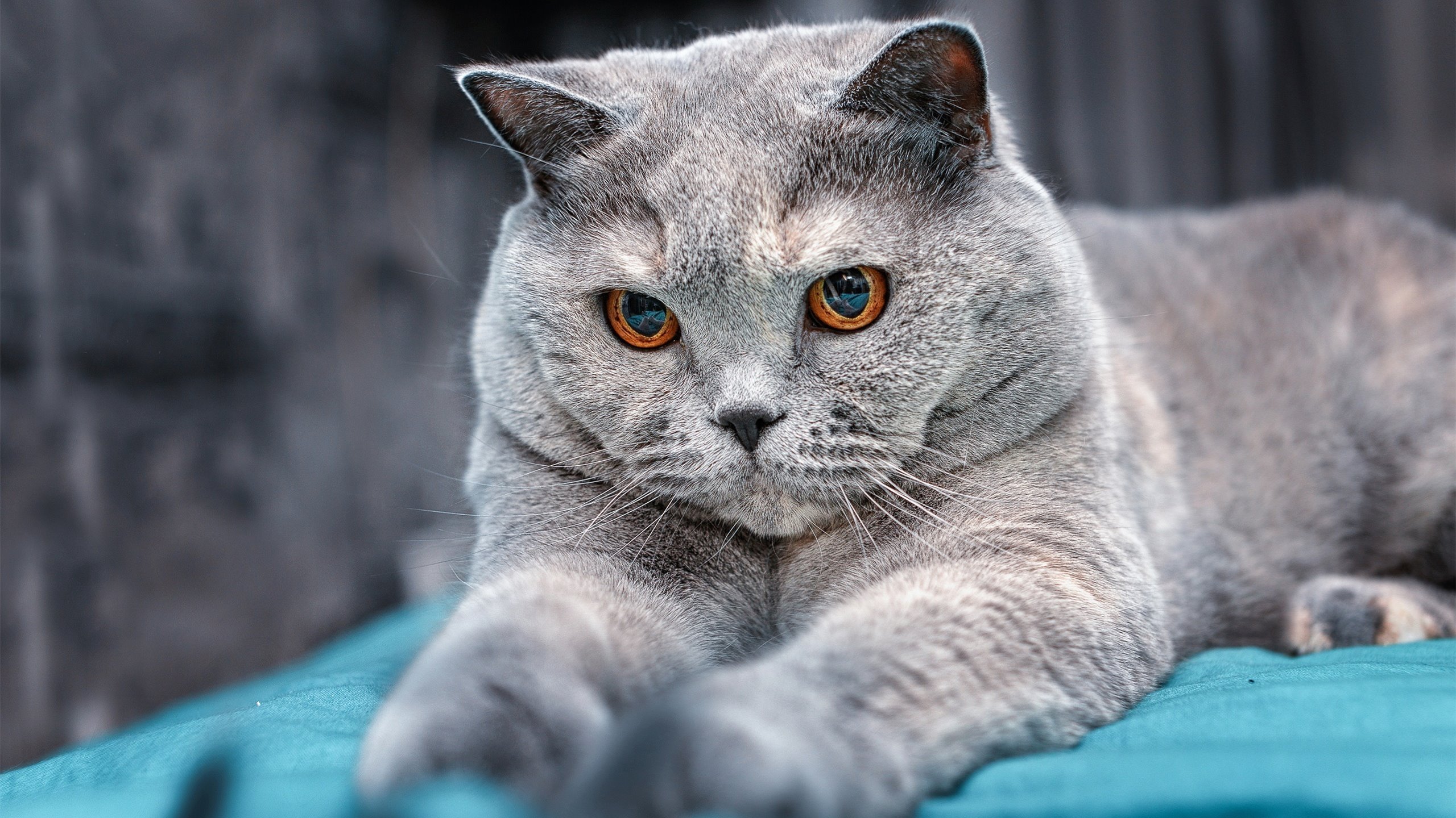 2026世界杯之夜,当新王加冕,班凯罗赛后评分何以拉满?