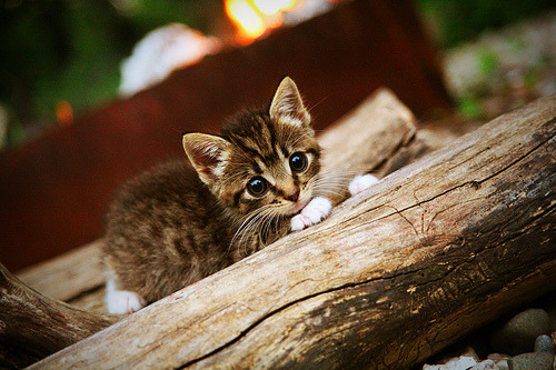 星环共振,当F1引擎咆哮时,库里用三分轨迹照亮另一个赛场