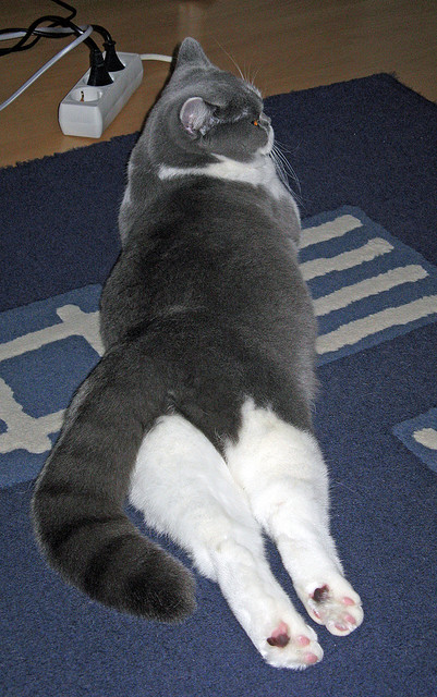 速度与对抗的双重交响，巴林赛道与波士顿球馆的竞技风暴