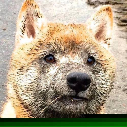 胜负一念间，阿尔瓦雷斯—撕裂波兰铁幕的蓝黑钥匙