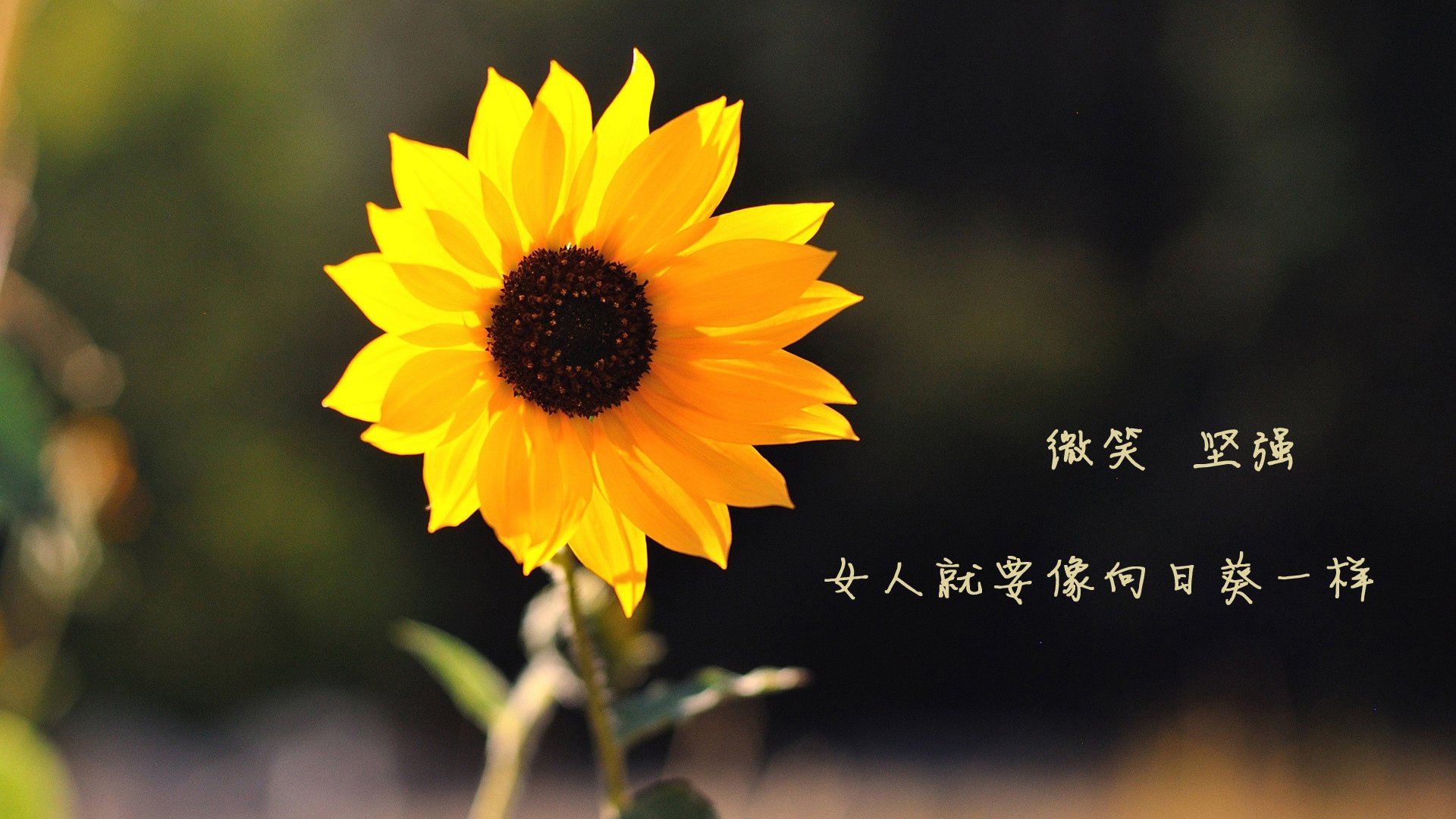 东北虎咆哮华盛顿！辽宁队跨国爆冷奇才，马克西50分让比赛提前失去悬念