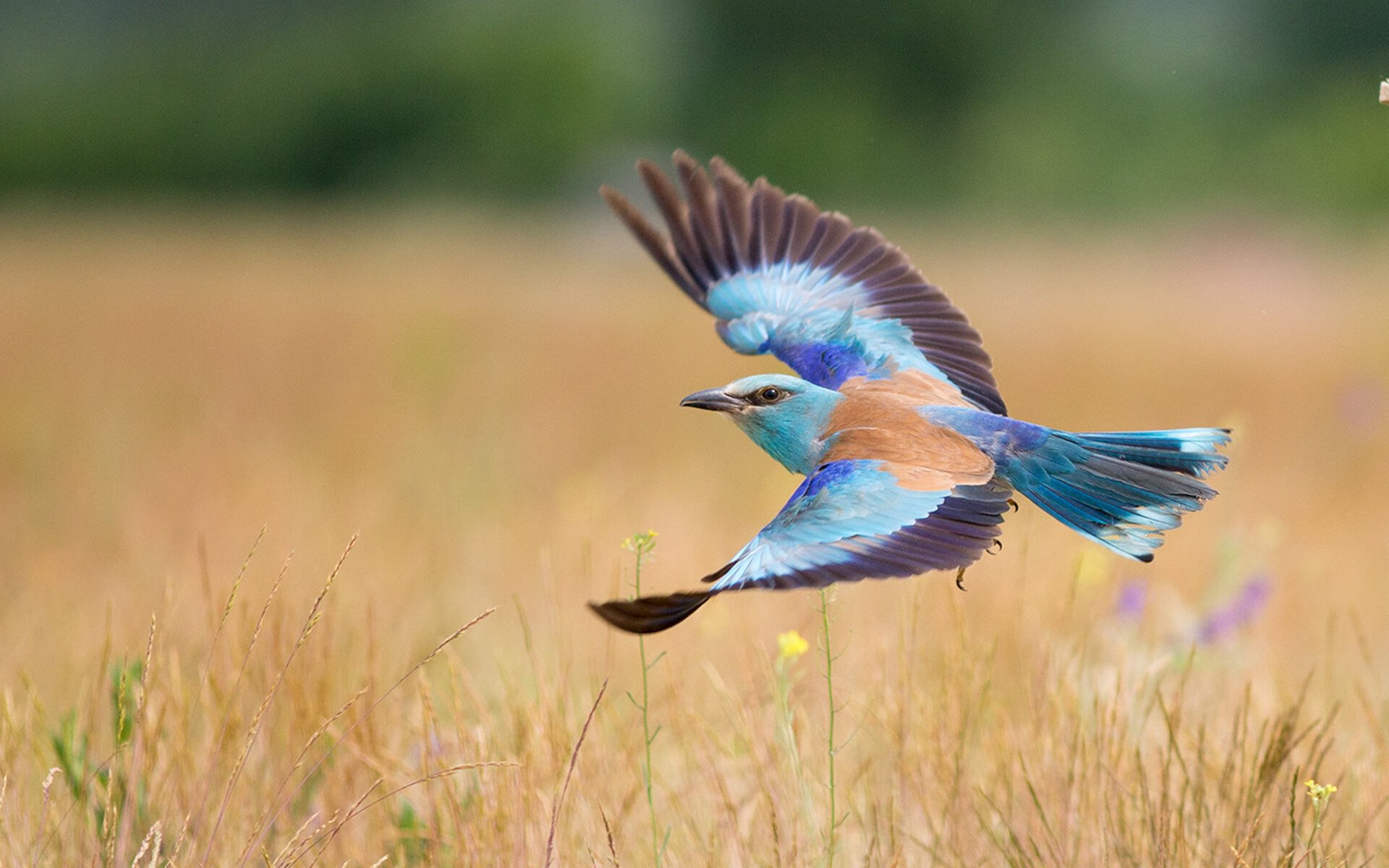 数据之神降临！厄德高核爆级表现点燃意甲焦点战之夜