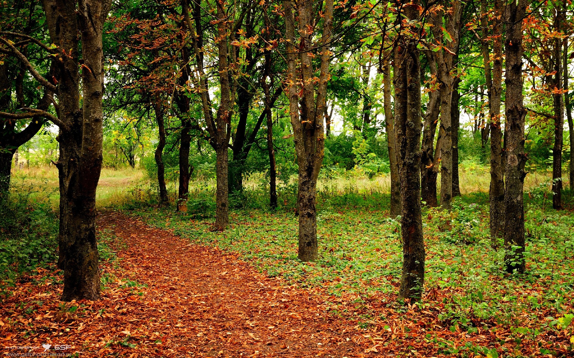 足球之子颠覆篮球殿堂，加维跨界率葡萄牙队绝境逆袭巴黎