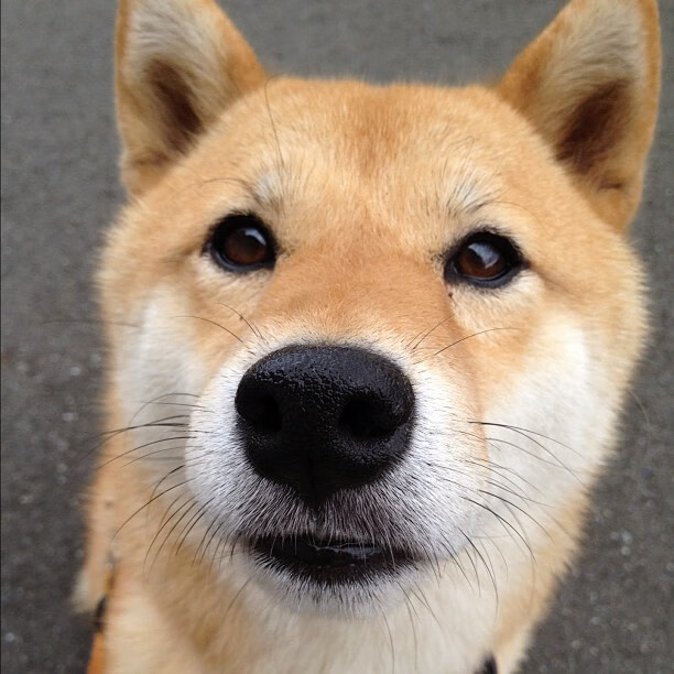 字母哥狂暴砍下40+20，步行者跨联盟争冠战险胜广东队