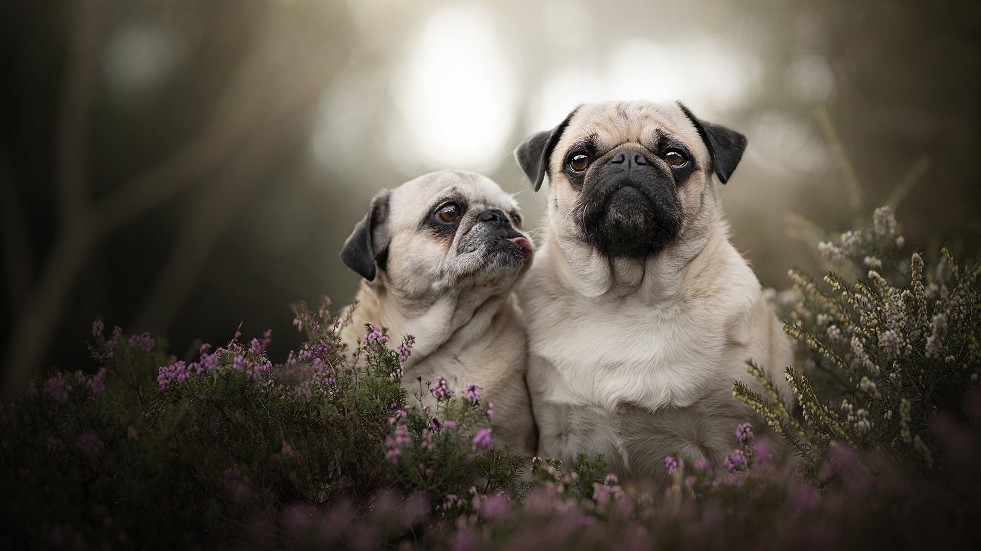 绿茵启示录,C罗的烈焰、丹麦的冷钢与厄瓜多尔的新生—胜利的三重面相