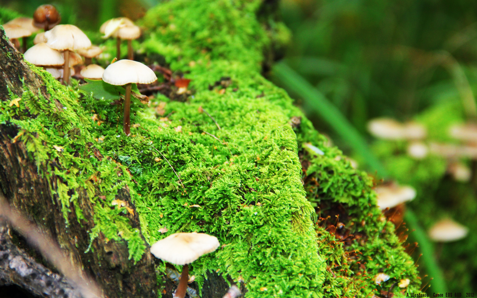 那记改写地图的左脚凌空,一个属于劳塔罗的身体记忆之夜