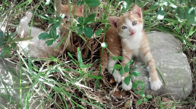 非典型英雄，当西班牙的星光为英格兰的赖斯亮起