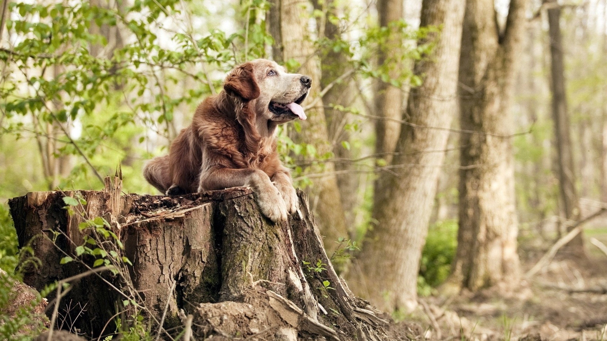 2026双城记，从世界杯草坪到CBA硬木地板的体育狂想