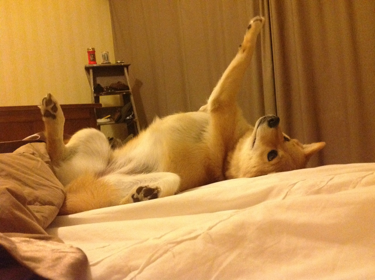 绝杀!闪电一剑定乾坤—蒂亚戈终场神作助土耳其险胜玻利维亚